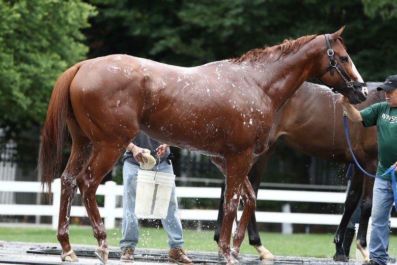 A horse being washed by two men with a sponge, a bucket, and a hose in front of a white picket fence.